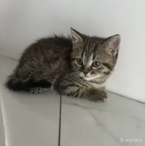 Шотландские котята мальчики прямоухий и вислоухий