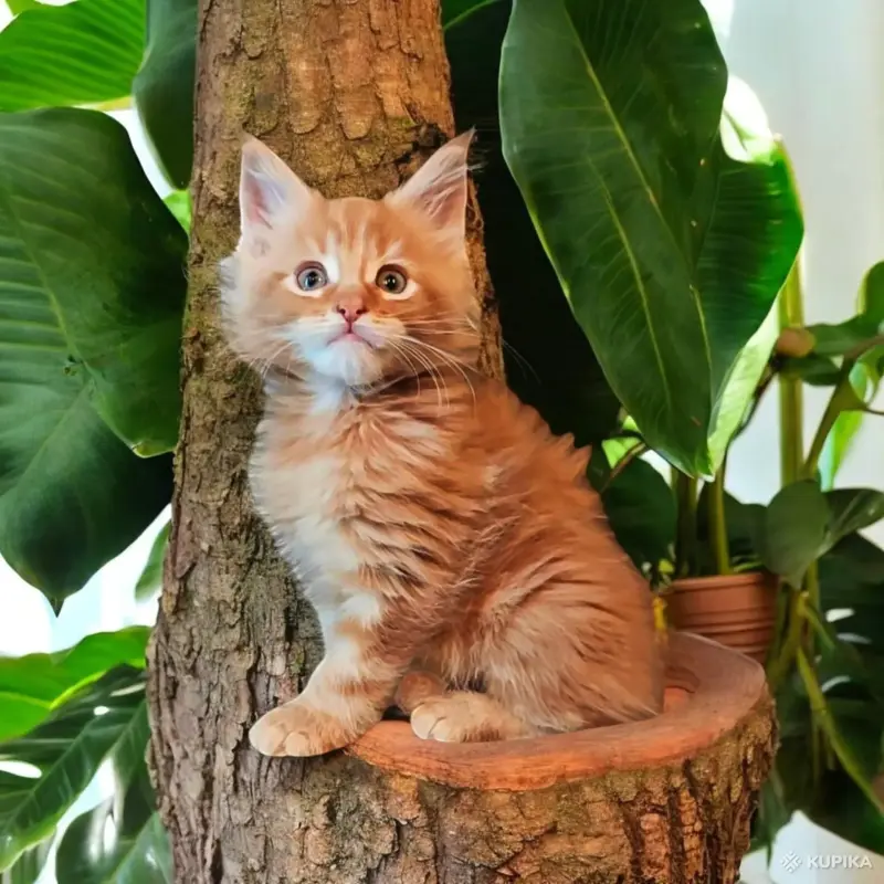 Котята Мейн-кун в разных окрасах
