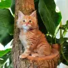 Кошки - Котята Мейн-кун в разных окрасах - Вся Беларусь Котята Мейн-кун в разных окрасах - Вся Беларусь - 254674 - Доска объявлений Kupika.by