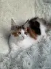 Мейн-Кун - Вся Беларусь - 257582 - Доска объявлений Kupika.by - Фото 7