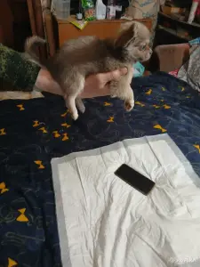 Чихуахуа