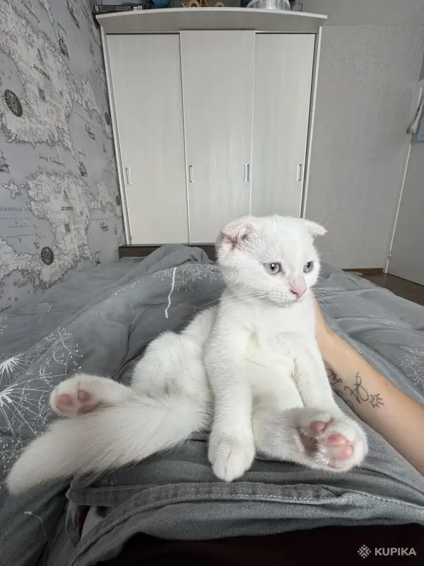 Кошки - Шотландский котенок - Вся Беларусь Шотландский котенок - Вся Беларусь - 255947 - Доска объявлений Kupika.by