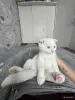 Кошки - Шотландский котенок - Вся Беларусь Шотландский котенок - Вся Беларусь - 255947 - Доска объявлений Kupika.by