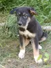 Щенки - Вся Беларусь - 253980 - Доска объявлений Kupika.by - Фото 10