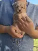 Собаки - Щенки мальтипу девочки - Вся Беларусь - Фото 5 Щенки мальтипу девочки - Вся Беларусь - 255456 - Доска объявлений Kupika.by - Фото 5
