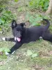 Щенки - Вся Беларусь - 255919 - Доска объявлений Kupika.by - Фото 2