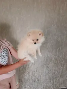 Животные