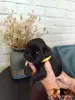 Бельгийский гриффон - Вся Беларусь - 254624 - Доска объявлений Kupika.by