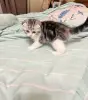 Кошки - Шотландская девочка - Вся Беларусь - Фото 5 Шотландская девочка - Вся Беларусь - 255748 - Доска объявлений Kupika.by - Фото 5