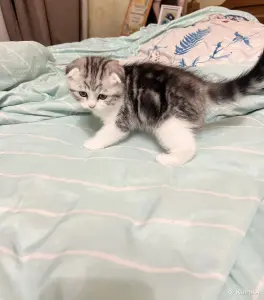 Шотландская девочка