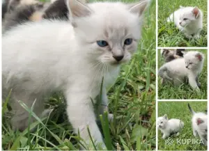 Котики в дар
