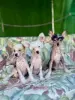 Собаки - Щенки голые китайская хохлатая собака - Вся Беларусь Щенки голые китайская хохлатая собака - Вся Беларусь - 257838 - Доска объявлений Kupika.by