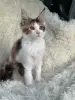 Мейн-Кун - Вся Беларусь - 257582 - Доска объявлений Kupika.by - Фото 3