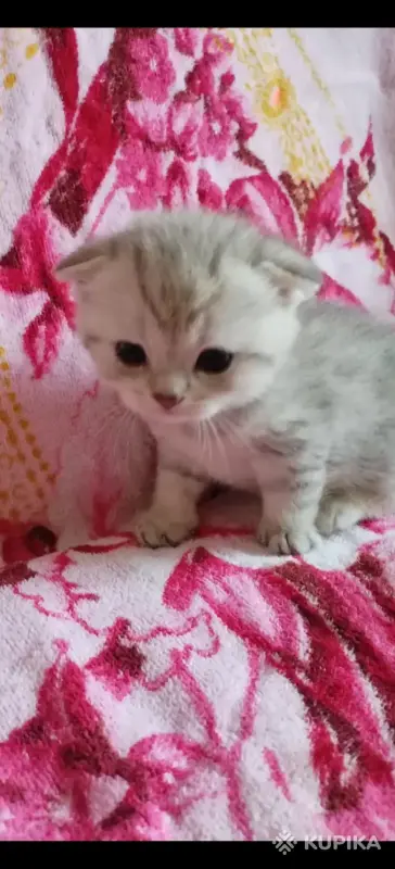 Продажа шотландских котят - Вся Беларусь - 253689 - Доска объявлений Kupika.by - Фото 2