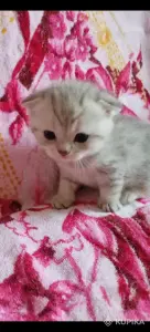 Продажа шотландских котят