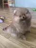 Собаки - Мальчик померанский шпиц - Вся Беларусь - Фото 3 Мальчик померанский шпиц - Вся Беларусь - 255775 - Доска объявлений Kupika.by - Фото 3