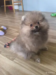 Мальчик померанский шпиц