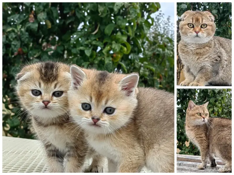 Кошки - Шотландские вислоухие котята - Вся Беларусь - Фото 6 Шотландские вислоухие котята - Вся Беларусь - 257842 - Доска объявлений Kupika.by - Фото 6