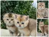 Кошки - Шотландские вислоухие котята - Вся Беларусь - Фото 6 Шотландские вислоухие котята - Вся Беларусь - 257842 - Доска объявлений Kupika.by - Фото 6