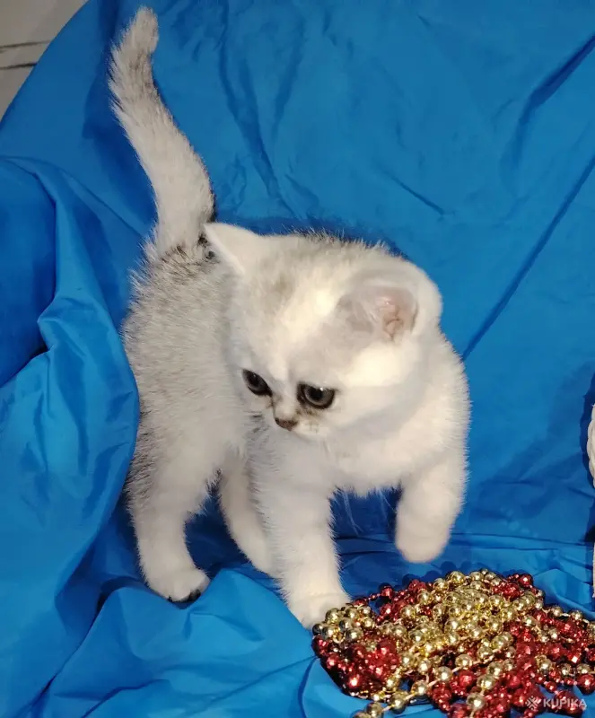 Кошки - Шотландский котенок. - Вся Беларусь - Фото 2 Шотландский котенок. - Вся Беларусь - 254441 - Доска объявлений Kupika.by - Фото 2