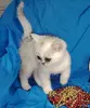 Кошки - Шотландский котенок. - Вся Беларусь - Фото 2 Шотландский котенок. - Вся Беларусь - 254441 - Доска объявлений Kupika.by - Фото 2