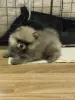 Собаки - Мальчик померанского шпица - Вся Беларусь - Фото 2 Мальчик померанского шпица - Вся Беларусь - 255182 - Доска объявлений Kupika.by - Фото 2