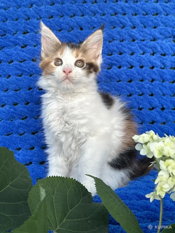 Мейн-кун котенок девочка - Вся Беларусь - 255966 - Доска объявлений Kupika.by - Фото 4