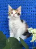 Мейн-кун котенок девочка - Вся Беларусь - 255966 - Доска объявлений Kupika.by - Фото 4