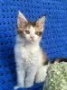 Мейн-кун котенок девочка - Вся Беларусь - 255966 - Доска объявлений Kupika.by - Фото 9