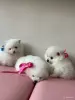 Продам щенка - Вся Беларусь - 255033 - Доска объявлений Kupika.by - Фото 4