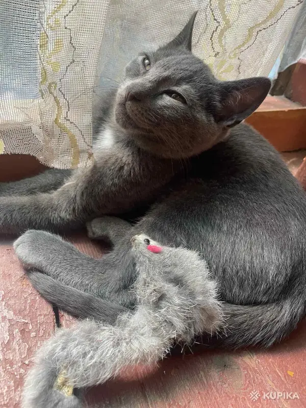 Кошки - Котята в дар - Вся Беларусь - Фото 4 Котята в дар - Вся Беларусь - 253508 - Доска объявлений Kupika.by - Фото 4