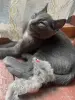 Кошки - Котята в дар - Вся Беларусь - Фото 4 Котята в дар - Вся Беларусь - 253508 - Доска объявлений Kupika.by - Фото 4