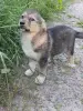 Щенки - Вся Беларусь - 255919 - Доска объявлений Kupika.by - Фото 11