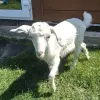 Сельскохозяйственные животные - Молодая козочка - Вся Беларусь - Фото 2 Молодая козочка - Вся Беларусь - 254380 - Доска объявлений Kupika.by - Фото 2