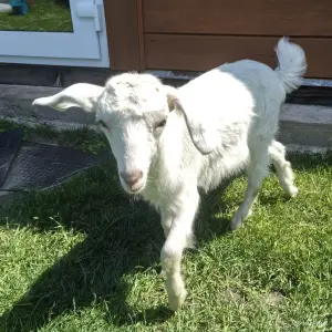 Молодая козочка