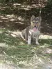 Щенок - Вся Беларусь - 255391 - Доска объявлений Kupika.by