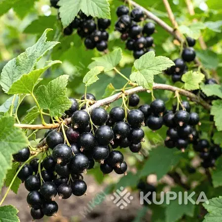Продукты питания - Продаю смородину - Вся Беларусь Продаю смородину - Вся Беларусь - 256242 - Доска объявлений Kupika.by