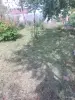 Уход за садом и огородом - Покос травы триммером - Вся Беларусь - Фото 4 Покос травы триммером - Вся Беларусь - 255587 - Доска объявлений Kupika.by - Фото 4