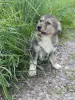 Щенки - Вся Беларусь - 255919 - Доска объявлений Kupika.by - Фото 9