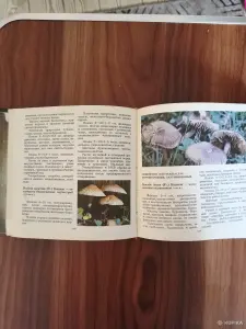 Книга. Макромицеты. Для грибников.