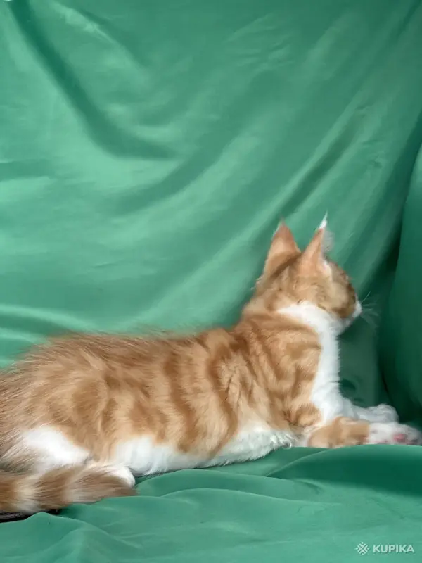Кошки - Котята мейн-кун - Вся Беларусь - Фото 6 Котята мейн-кун - Вся Беларусь - 253681 - Доска объявлений Kupika.by - Фото 6