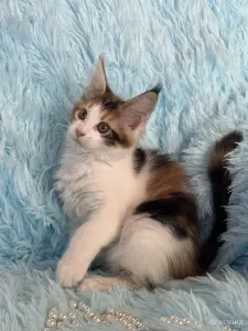 Мейн-Кун котенок