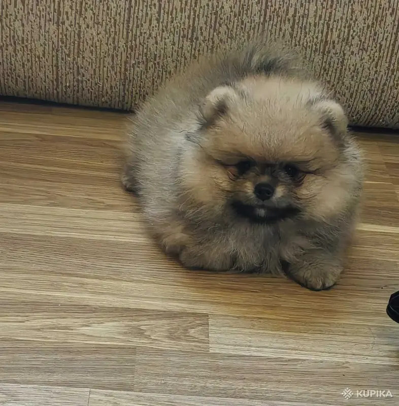 Мальчик померанского шпица