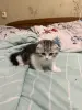 Кошки - Шотландская девочка - Вся Беларусь - Фото 9 Шотландская девочка - Вся Беларусь - 255748 - Доска объявлений Kupika.by - Фото 9