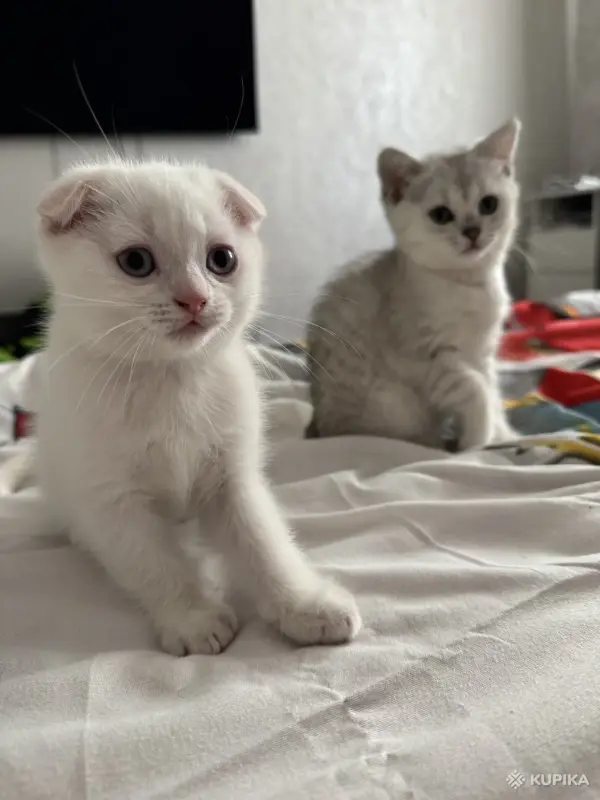 Шотландский Котенок