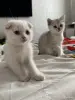 Шотландский Котенок - Воропаево - 249884 - Доска объявлений Kupika.by