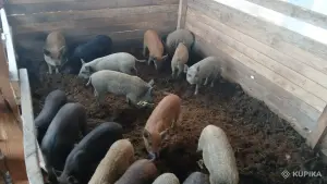 Поросята кармалы
