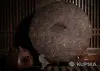 Чай Шу Пуэр, лот 3 шт. по 357 гр. ферментированный, спрессованный. - Вся Беларусь - 254458 - Доска объявлений Kupika.by - Фото 3