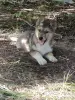 Щенок - Вся Беларусь - 255391 - Доска объявлений Kupika.by - Фото 2