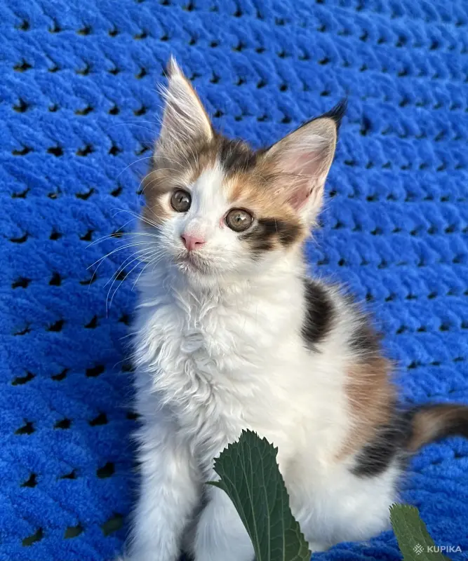 Мейн-кун котенок девочка - Вся Беларусь - 255966 - Доска объявлений Kupika.by - Фото 2